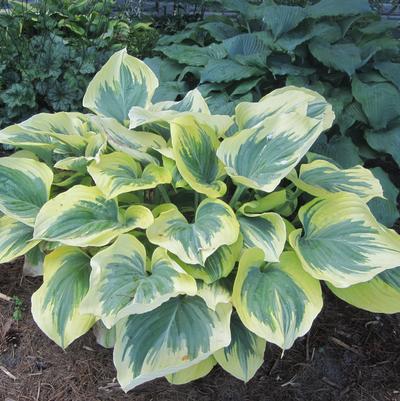Hosta Liberty