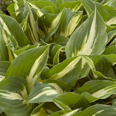 Hosta Night Before Christmas