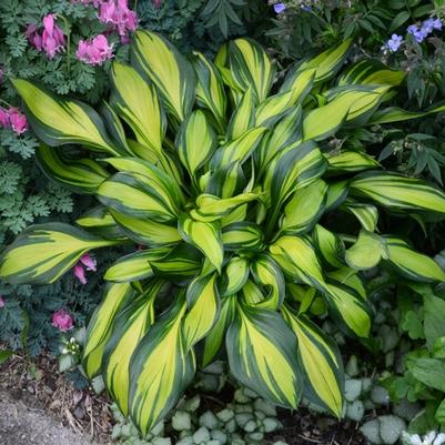 Hosta Rainbow's End