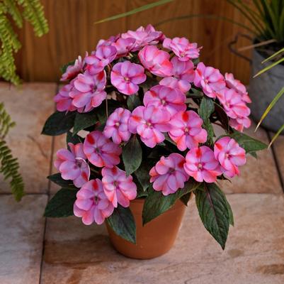 Impatiens SunPatiens® Compact Pink Candy