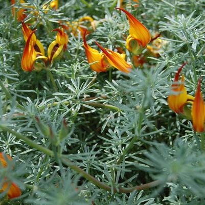 Lotus Vine berthelotii 