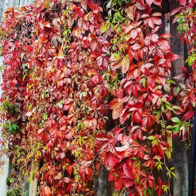 Parthenocissus quinquefolia 