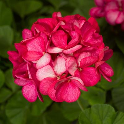 Geranium - Seed Maverick™ Violet Picotee