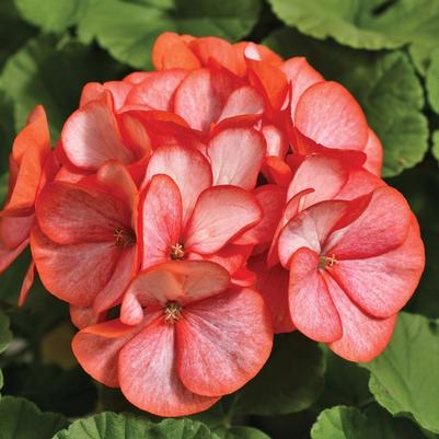 Geranium - Seed Maverick™ Scarlet Picotee