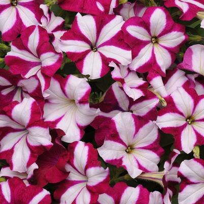 Petunia Easy Wave® Burgundy Star