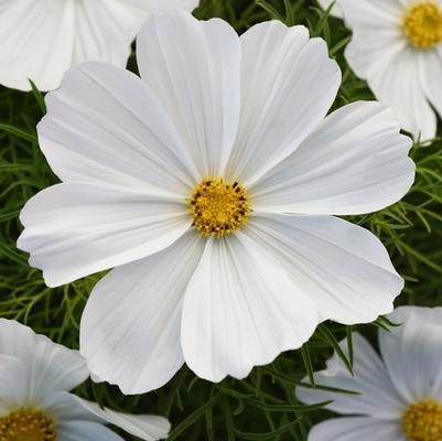 Cosmos Sonata™ White