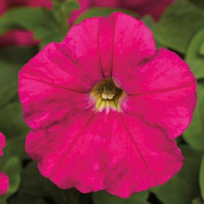 Petunia Picobella™ Carmine