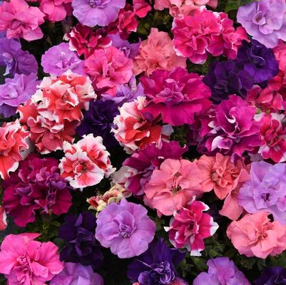 Petunia Double Madness™ Mix