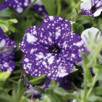 Petunia Headliner™ Night Sky