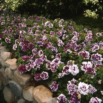 Petunia Pirouette Purple