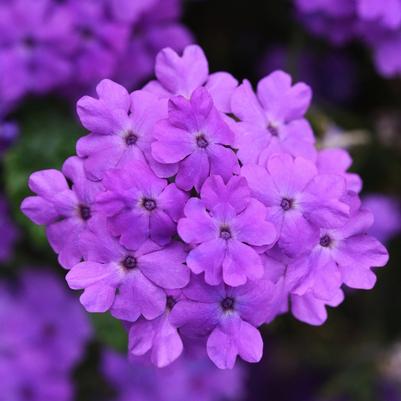 Trailing Verbena Firehouse™ Grape