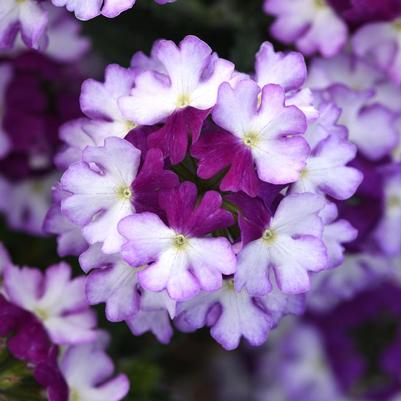 Trailing Verbena Firehouse™ Purple Fizz