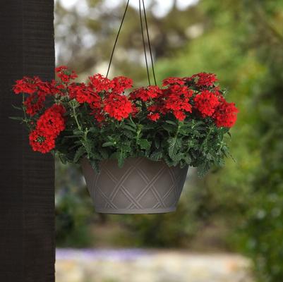 Trailing Verbena Firehouse™ Red