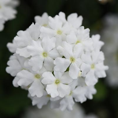 Trailing Verbena Firehouse™ White Improved