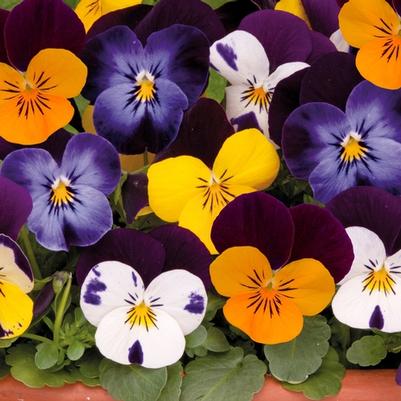 Viola Sorbet® XP Jump Up Mixture