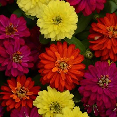 Zinnia Double Zahara™ Brilliant Mixture