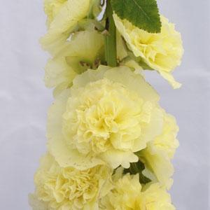Alcea rosea Chater's Golden Yellow