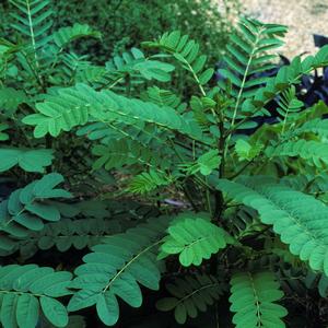 Cassia 