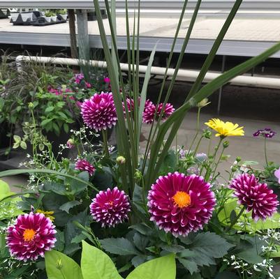 Dahlia Dalaya™ Purple + White