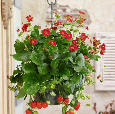 Strawberry Ruby Ann