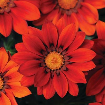 Gazania New Day® Red Shades