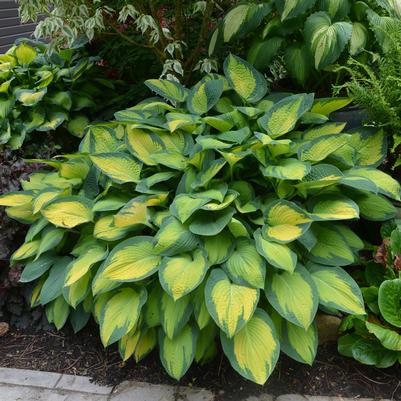 Hosta Paul's Glory