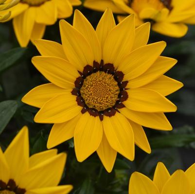 Gazania New Day® Yellow