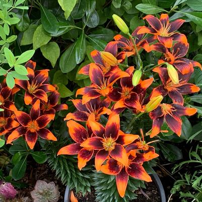 Lilium asiaticum Forever Susan