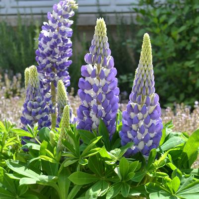 Lupinus polyphyllus Gallery Mini &trade; Blue