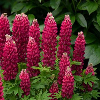 Lupinus polyphyllus Red