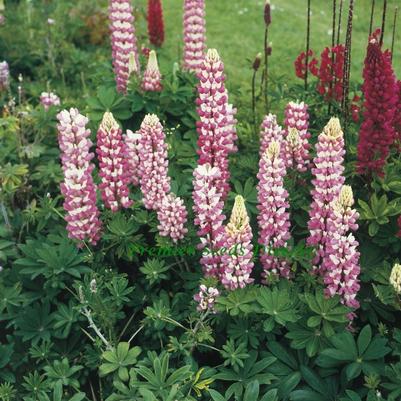 Lupinus polyphyllus The Chatelaine
