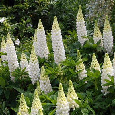 Lupinus polyphyllus Gallery Mini &trade; White