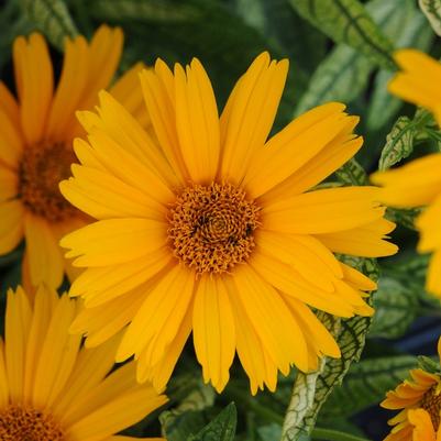 Heliopsis helianthoides Sunstruck