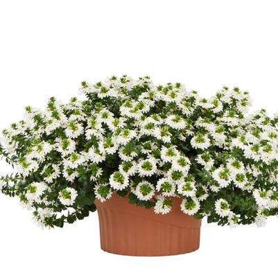 Scaevola Scalora Pearl