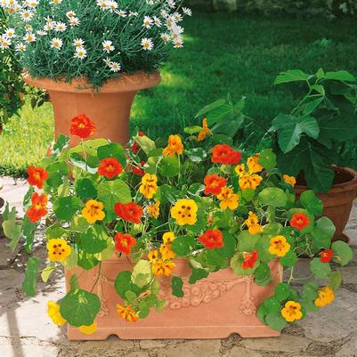 Nasturtium Jewel mix