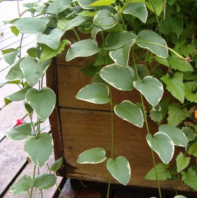 Vinca Variegata