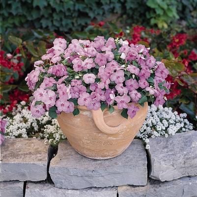 Impatiens Dazzler® Blue Pearl