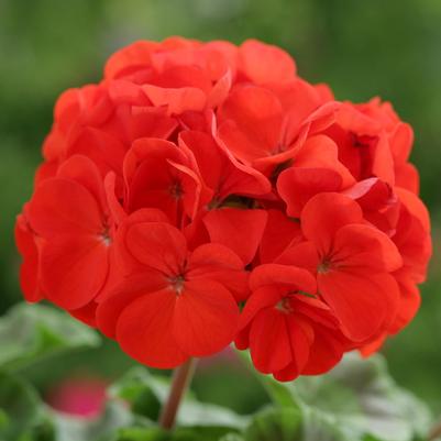 Geranium (Seed) Scarlet