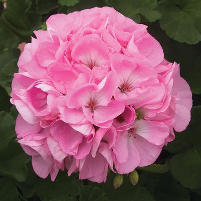 Geranium (Zonal) Sunrise™ Light Pink