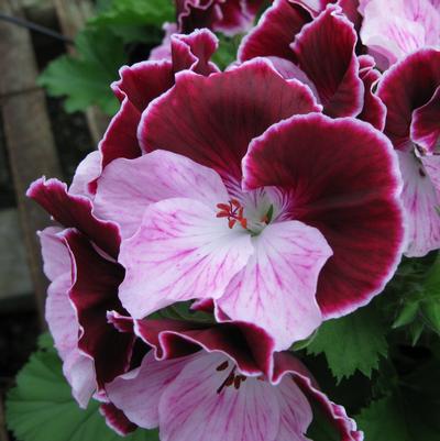 Geranium - Regal Elegance™ Purple Majesty