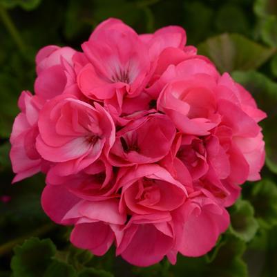 Geranium (Zonal) Dynamo™ Hot Pink