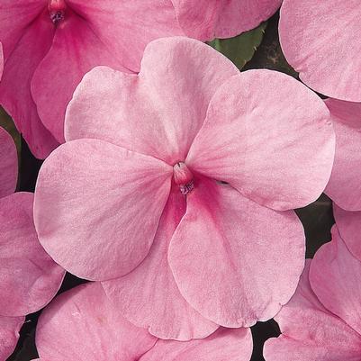 Impatiens Dazzler® Pink