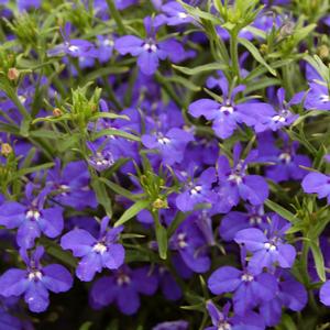 Lobelia Techno® Dark Blue