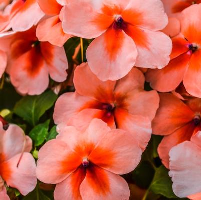 Impatiens Dazzler® Salmon Splash