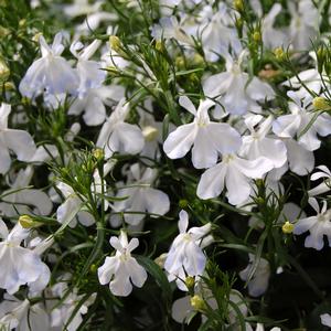 Lobelia Techno® White