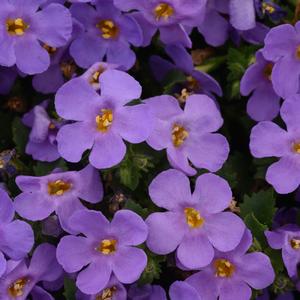 Bacopa MegaCopa Blue