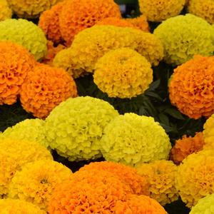 Marigold Taishan Mix