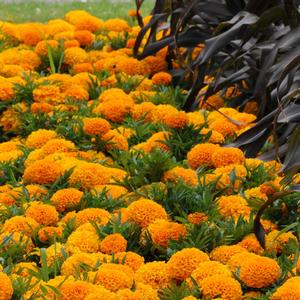 Marigold Taishan Orange