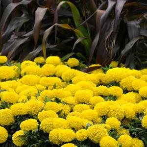 Marigold Taishan Yellow