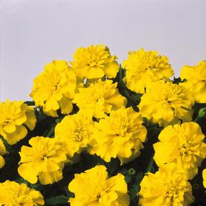 Marigold Bonanza Yellow